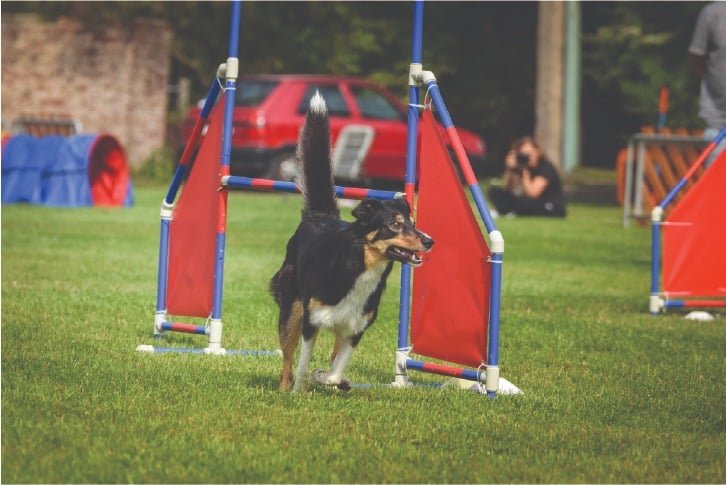 imgi_16_Pet-Park (1)